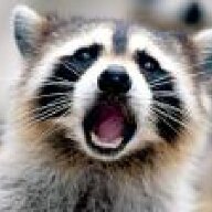 RockyRacoon