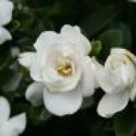 gardenia0619