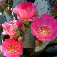 pricklypear