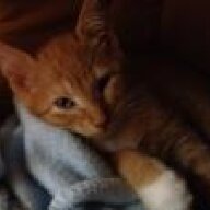 Kittenmom