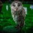 irish_owl