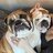 WrinklyBulldogs