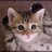 kittykatmax