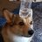 CorgiAttackkk