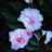 WinterCamellias