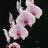 NeonOrchid