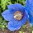 BluePoppy