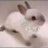 BunniBling