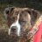bulldogg