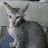 CornishRex