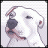 pitbullmom