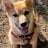 Shibalover