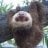 sloths