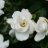 gardenia0619