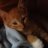 Kittenmom