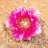 Desertrose