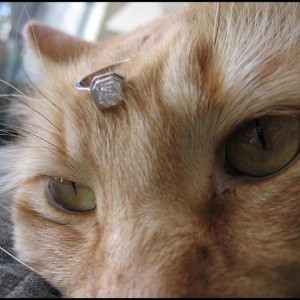 LaurenThePartier's Asscher