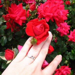 LTP's e-ring and roses