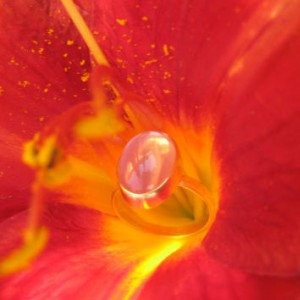 Star Rose Quartz Ring