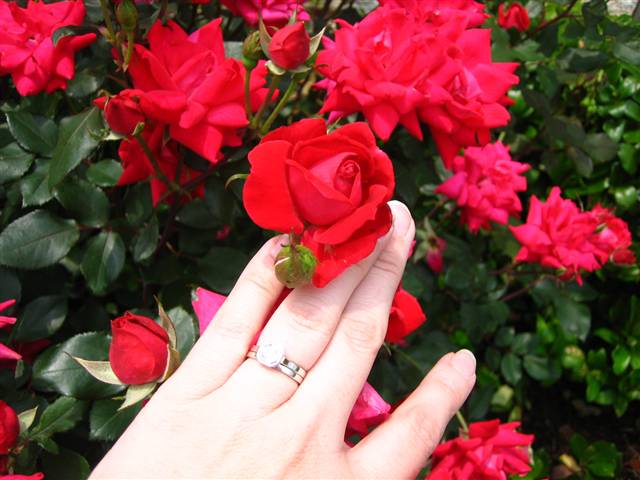 LTP's e-ring and roses
