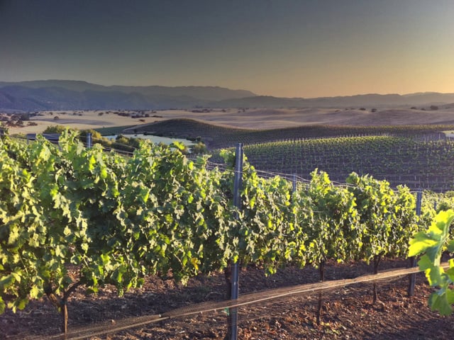 The Coghlan Vineyard