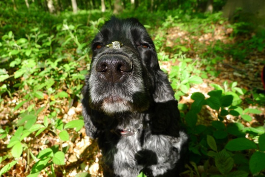 Pup with ring