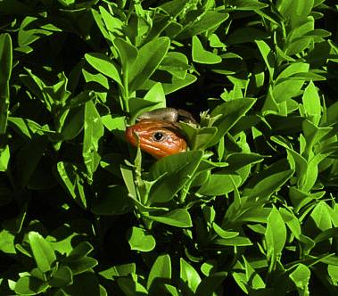 Boxwood Visitor Boxwood Visitor