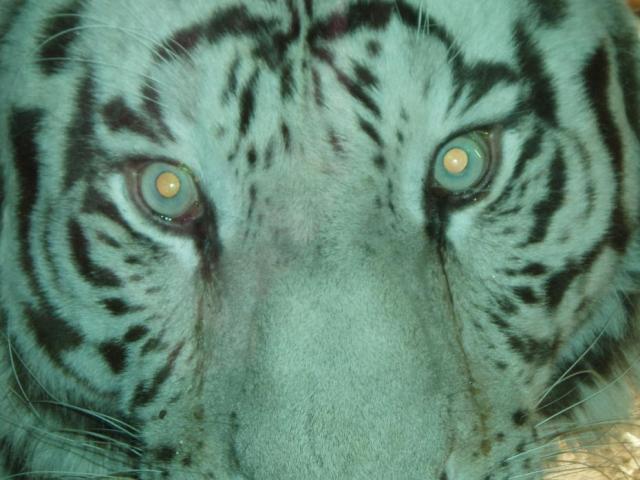 Tiger at the Birmingham Zoo Tiger at the Birmingham Zoo
