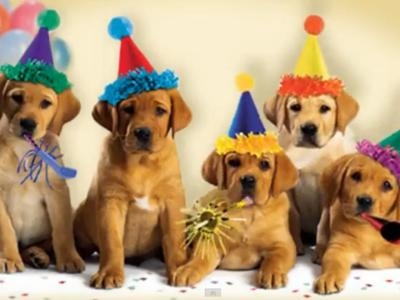 Pildiotsingu happy birthday dog pictures tulemus