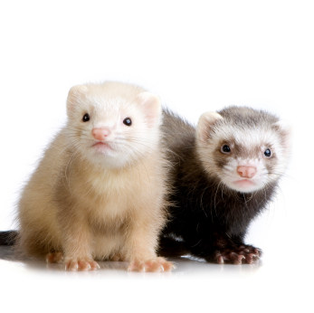 2ferrets.jpg