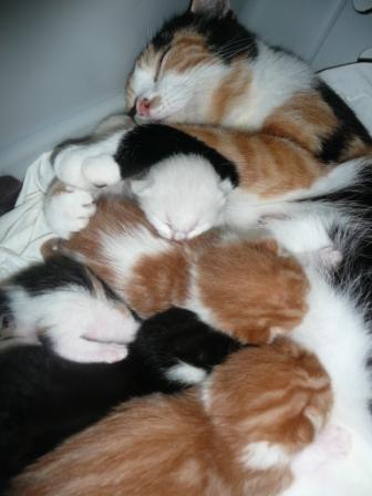 catpile.JPG