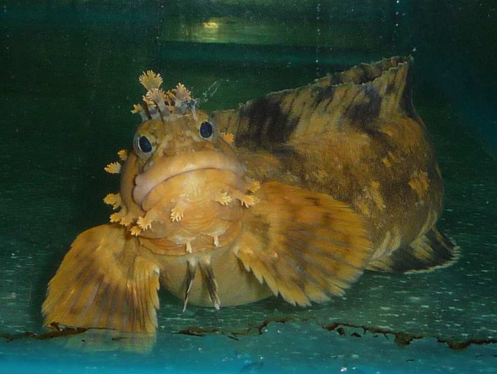 donteatmefish.jpg