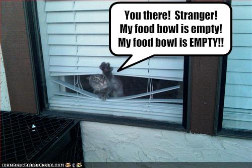 funny-pictures-strange-cat-wants-you-to-feed-him.jpg