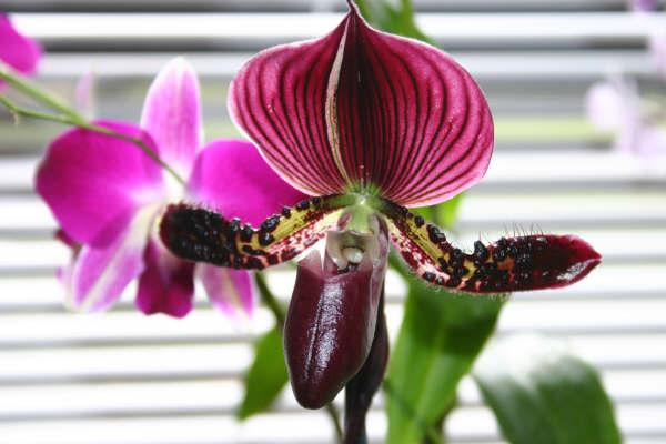 ladyslipper.jpg