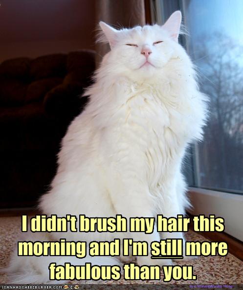 lolcatsididntbrushmyhairthismorningandimstillmorefabulousthanyou.jpg
