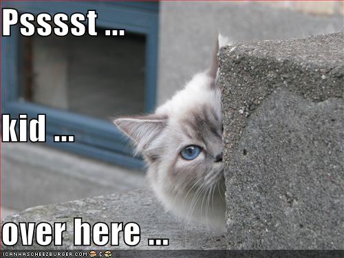 lolcatspsst.jpg