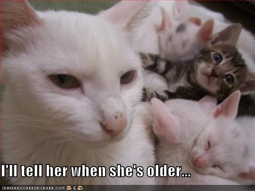 lolcatstellherwhenshesolder.jpg