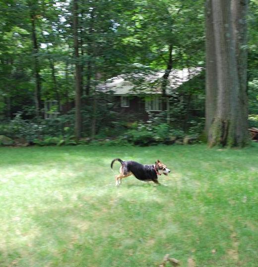 lucy%20running%202.JPG