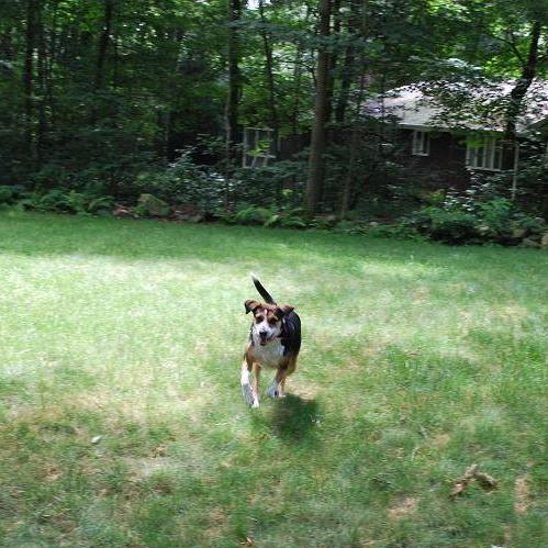 lucy%20running%203.JPG