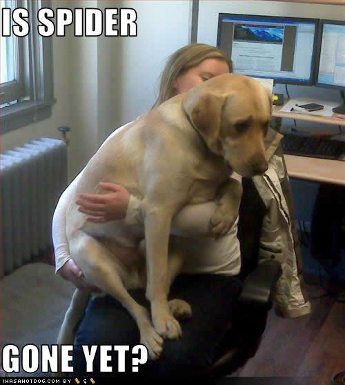 spidergone.JPG