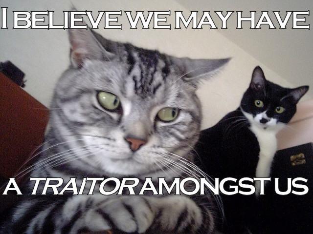 traitorcat1.jpg