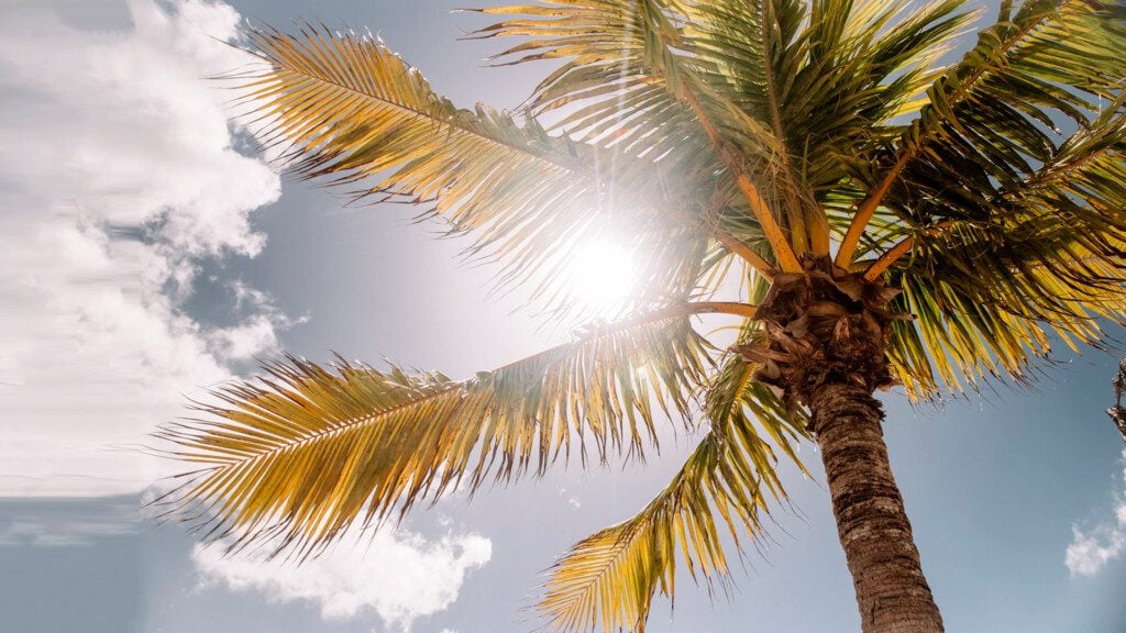 Diamond Cut - Sunlight Filtering Through The Leaves Of A Palm Tree