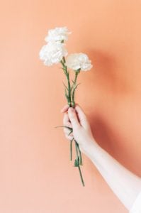 White Carnations flowers Photo by Silvia Rossana Garavaglia on Unsplash