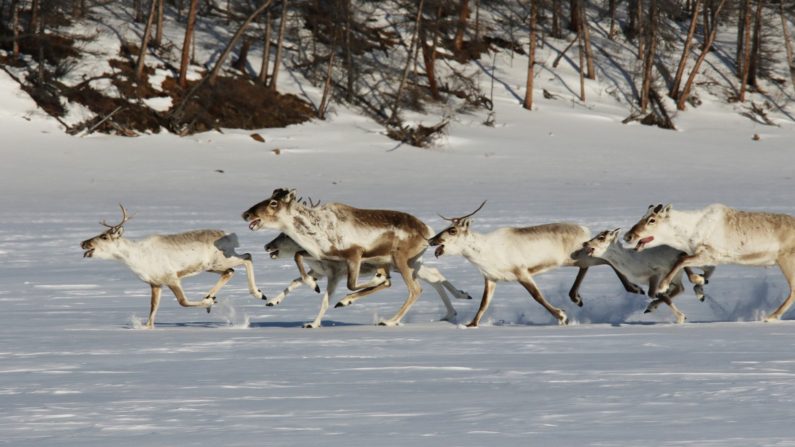 Russian Reindeer.