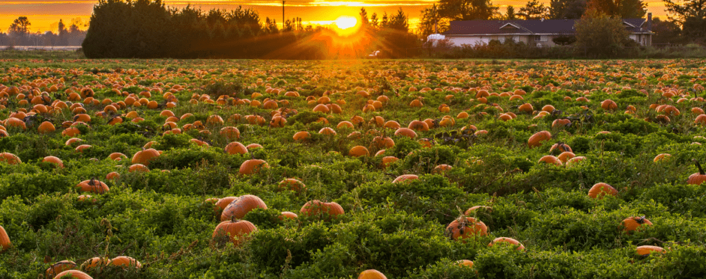 Pumpkin Patch