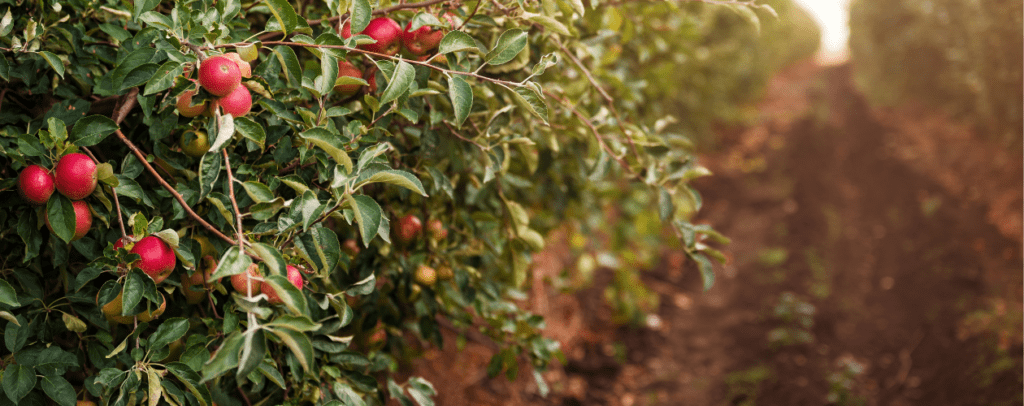 Apple Orchard