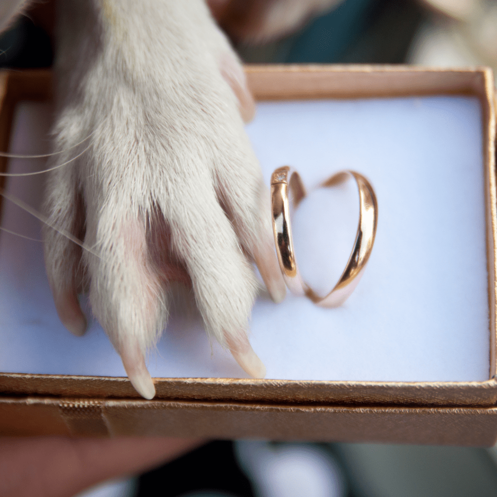 Dog paw in a ring box.