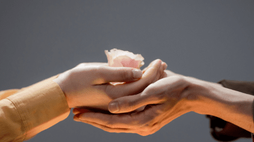 Two people's hands holding a rose together